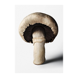 The Gourmand's Mushroom. A Collection of Stories & Recipes