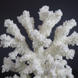 Korall Dekorasjon Høy Krystallbase